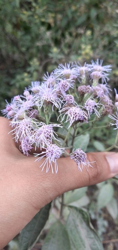 Chromolaena hookeriana, photographed by Fede y Vani