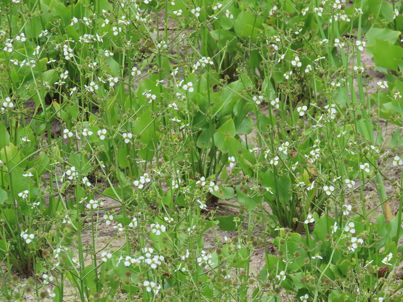 Echinodorus berteroi, photographed by johnyochum