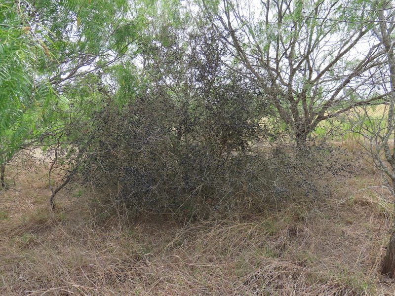 Forestiera angustifolia, photographed by johnyochum