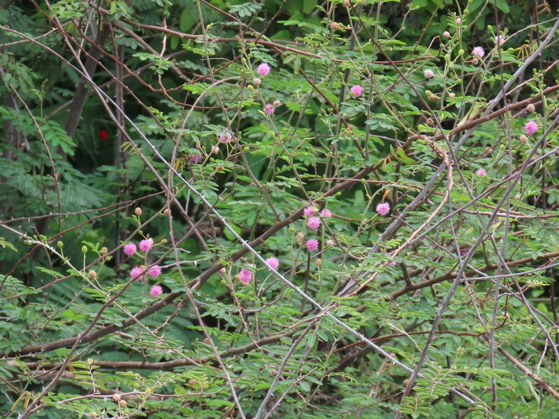 Mimosa berlandieri, photographed by johnyochum