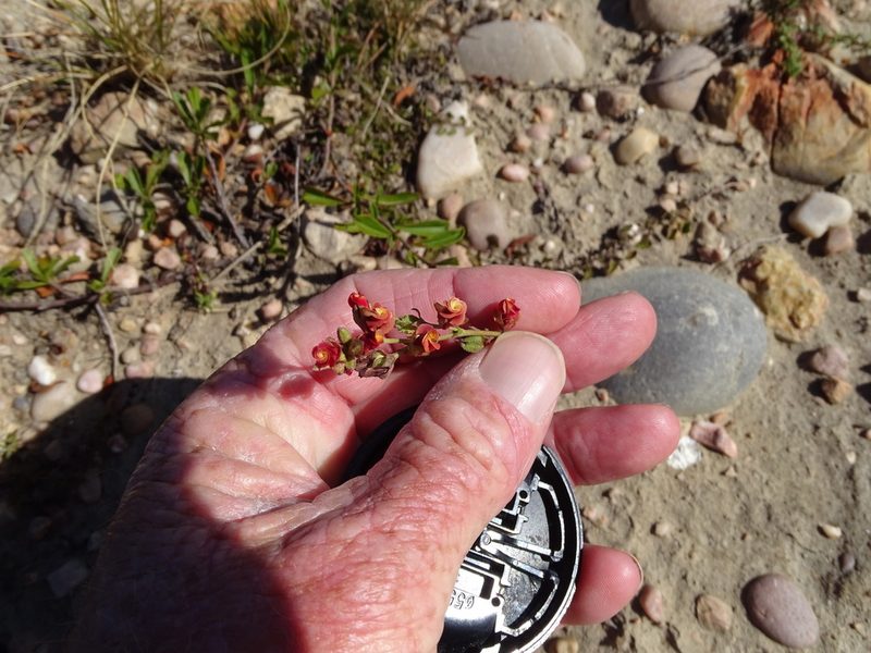 Hermannia flammea, photographed by Shaun Swanepoel