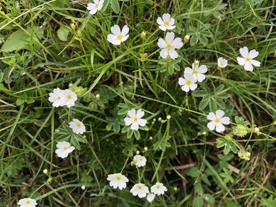 Androsace lactea, photographed by Jason Grant