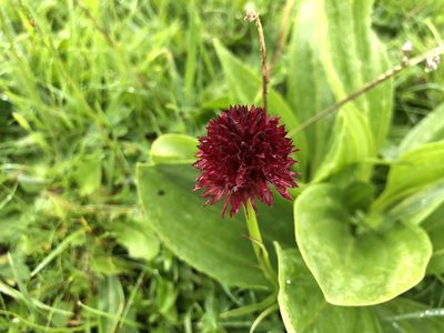 Gymnadenia rhellicani, photographed by Jason Grant