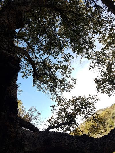 Nothofagus glauca, photographed by Javier Conejeros Gastó