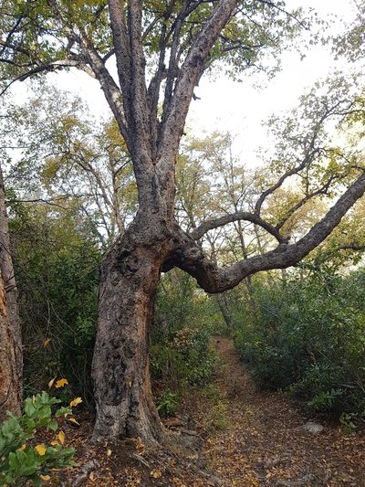 Nothofagus glauca, photographed by Javier Conejeros Gastó