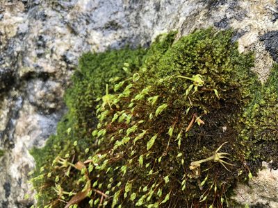 Campylophyllum halleri, photographed by Jason Grant
