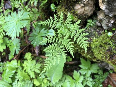 Cystopteris montana, photographed by Jason Grant