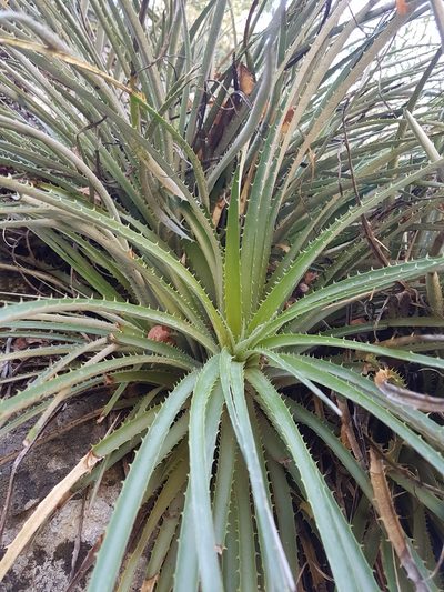 Ochagavia carnea, photographed by Javier Conejeros Gastó