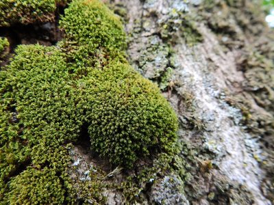 Rosulabryum capillare, photographed by Susan Marley