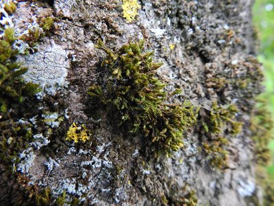Lewinskya affinis, photographed by Susan Marley