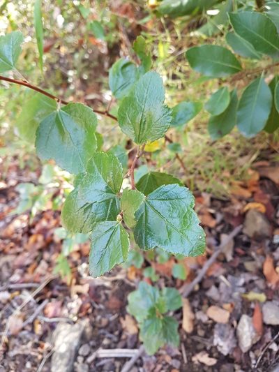 Ribes punctatum, photographed by Javier Conejeros Gastó