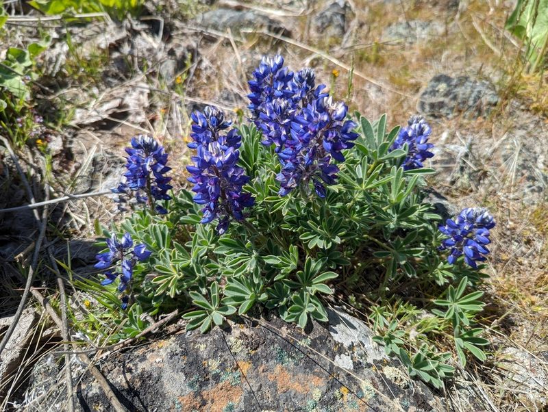 Lupinus saxosus, photographed by John A Haskins