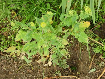 Brassica rapa, photographed by Susan Marley