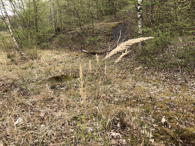 Calamagrostis epigejos, photographed by Pavel Kacl