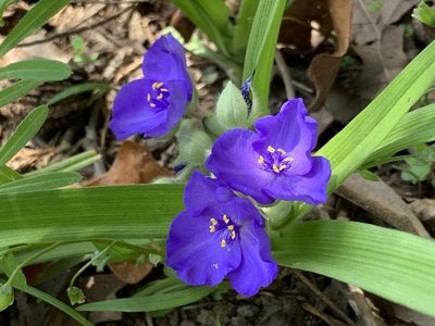 Tradescantia virginiana, photographed by Cazody