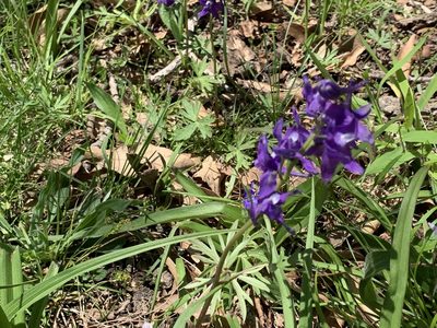 Delphinium tricorne, photographed by Cazody