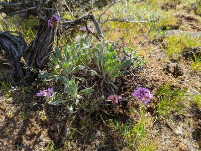 Phoenicaulis cheiranthoides, photographed by John A Haskins