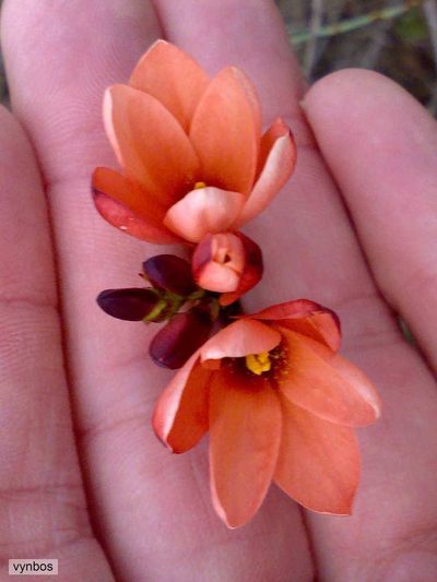 Ixia tenuifolia, photographed by Chris Vynbos