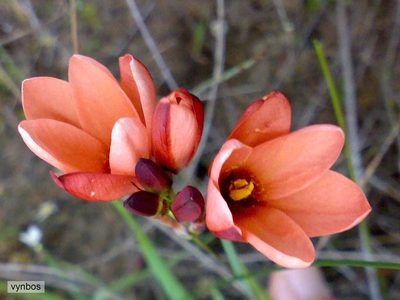 Ixia tenuifolia, photographed by Chris Vynbos