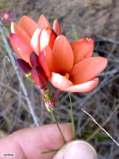 Ixia tenuifolia, photographed by Chris Vynbos