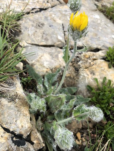 Hieracium villosum, photographed by Jason Grant