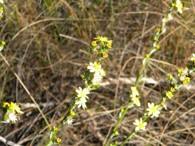 Senecio pubigerus, photographed by Tim Kirsten