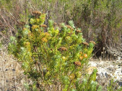 Athanasia crithmifolia, photographed by Tim Kirsten