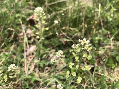 Microthlaspi perfoliatum, photographed by Pavel Kacl