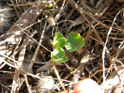 Oxalis luteola, photographed by Tim Kirsten
