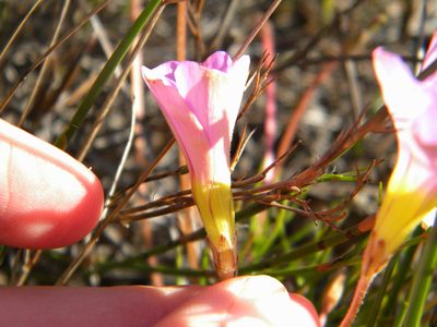 Oxalis polyphylla, photographed by Tim Kirsten