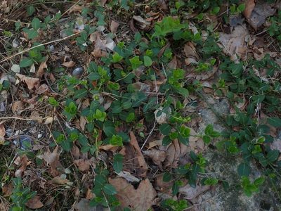 Euonymus fortunei, photographed by Lynn Harper