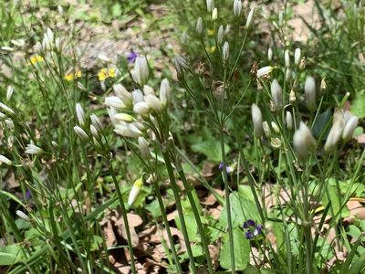 Nothoscordum bivalve, photographed by Cazody