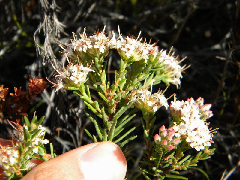 Macrostylis villosa, photographed by Tim Kirsten