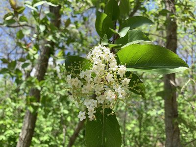 Viburnum prunifolium, photographed by Cazody