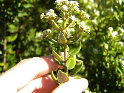 Phylica buxifolia, photographed by Tim Kirsten