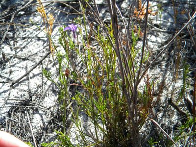 Lobelia setacea, photographed by Tim Kirsten