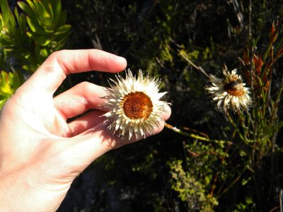 Edmondia sesamoides, photographed by Tim Kirsten