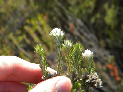 Phylica imberbis, photographed by Tim Kirsten