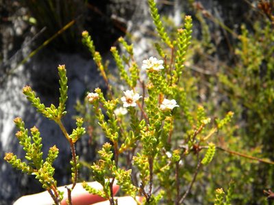 Diosma oppositifolia, photographed by Tim Kirsten