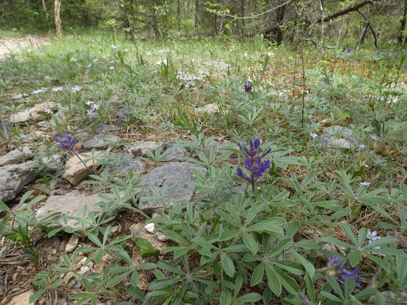Pediomelum subacaule, photographed by Alaina Krakowiak