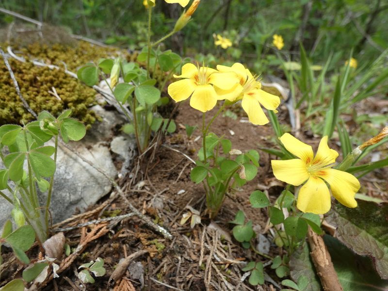 Oxalis macrantha, photographed by Alaina Krakowiak
