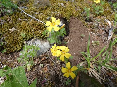 Oxalis macrantha, photographed by Alaina Krakowiak