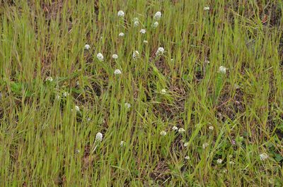 Lepidium heterophyllum, photographed by Liam Steele