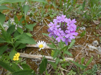 Verbena canadensis, photographed by Alaina Krakowiak