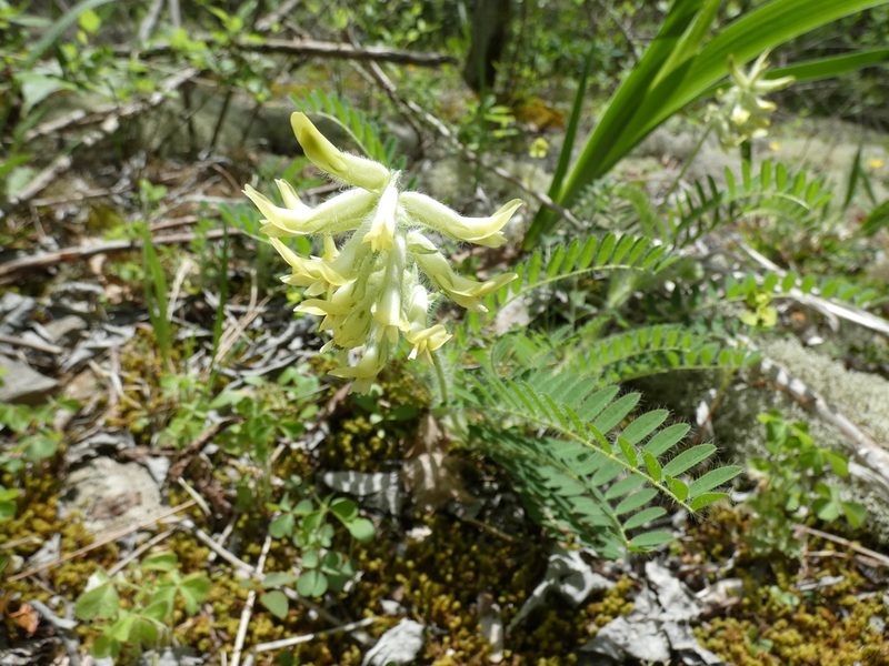Astragalus tennesseensis, photographed by Alaina Krakowiak