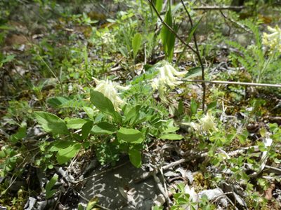 Astragalus tennesseensis, photographed by Alaina Krakowiak