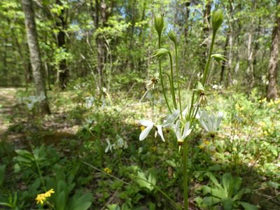 Primula meadia, photographed by Alaina Krakowiak