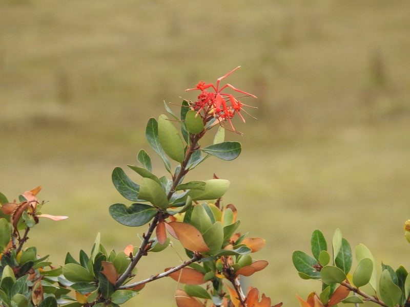 Embothrium coccineum, photographed by María Regina Silva