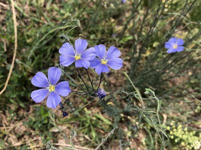 Linum austriacum, photographed by Pavel Kacl