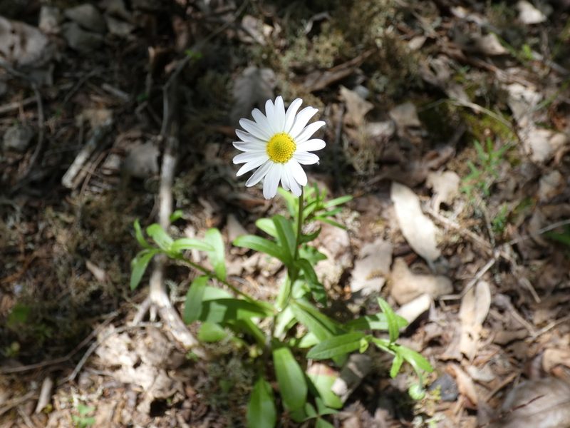 Astranthium integrifolium, photographed by Alaina Krakowiak